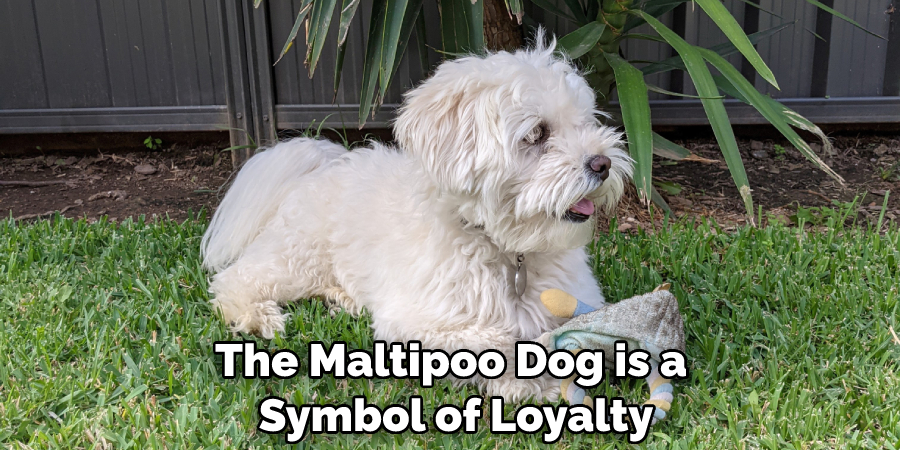 The Maltipoo Dog is a Symbol of Loyalty