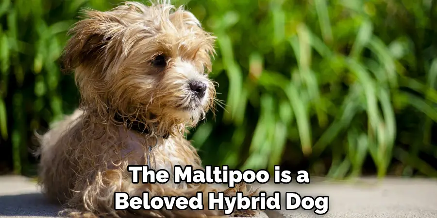 The Maltipoo is a Beloved Hybrid Dog