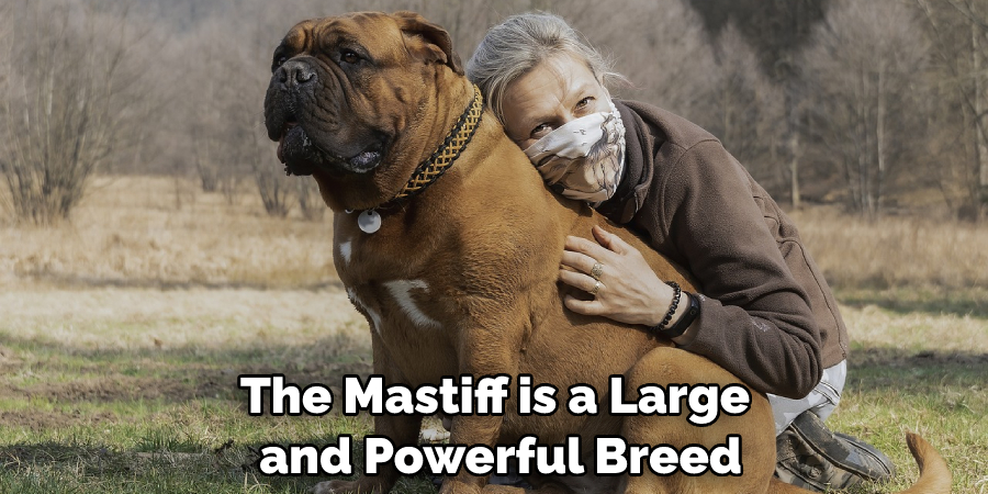 The Mastiff is a Large and Powerful Breed