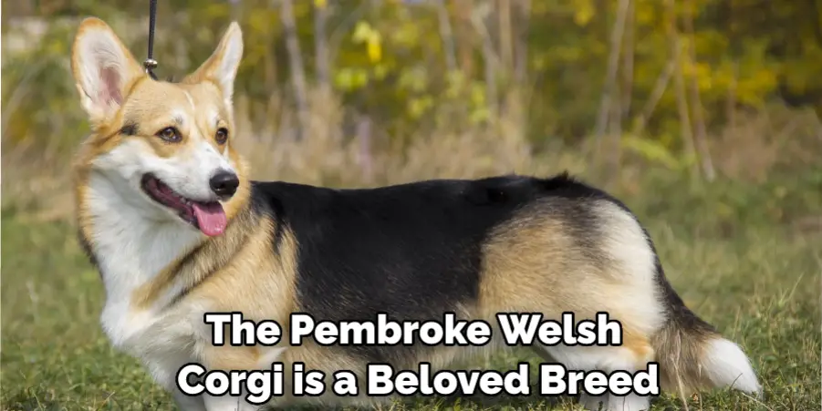 The Pembroke Welsh Corgi is a Beloved Breed