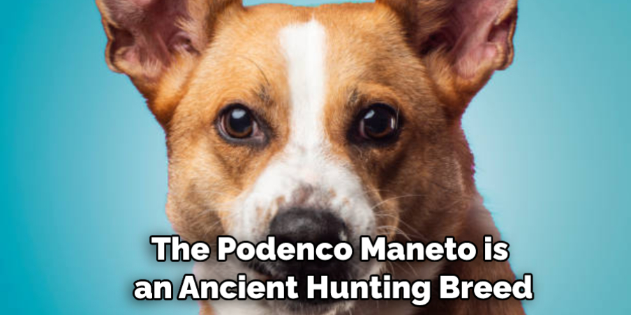 The Podenco Maneto is an Ancient Hunting Breed