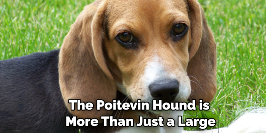 The Poitevin Hound is More Than Just a Large