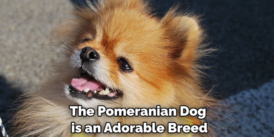 The Pomeranian Dog is an Adorable Breed