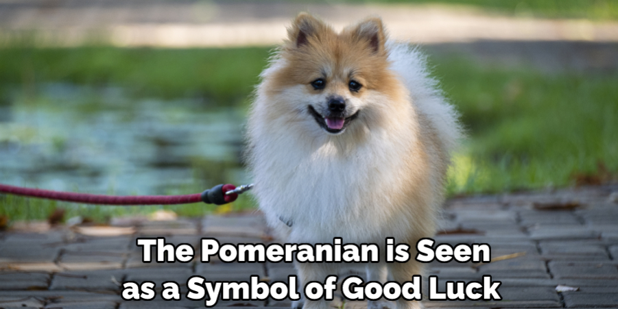  The Pomeranian is Seen as a Symbol of Good Luck 