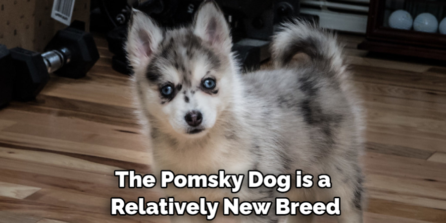 The Pomsky Dog is a Relatively New Breed