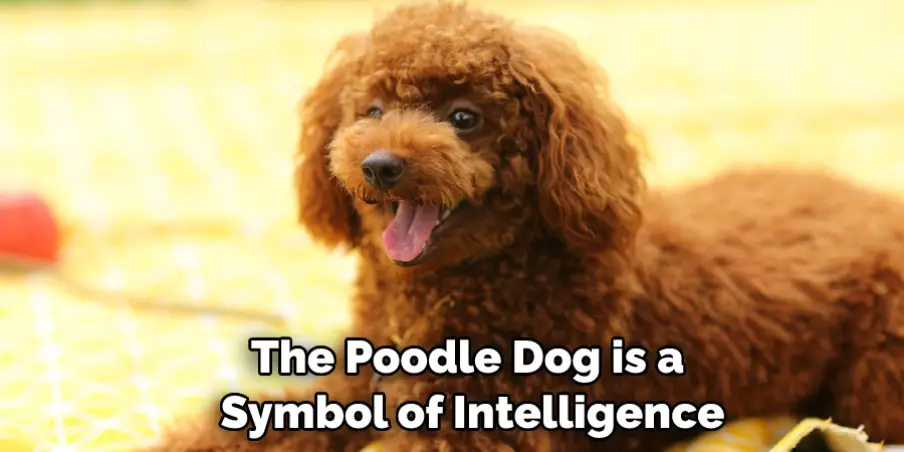 The Poodle Dog is a Symbol of Intelligence