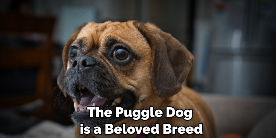 The Puggle Dog is a Beloved Breed
