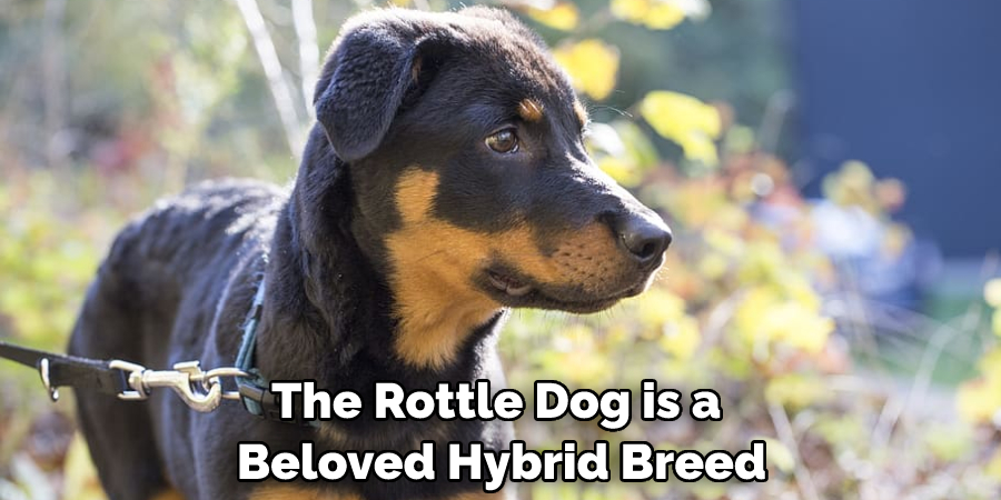 The Rottle Dog is a Beloved Hybrid Breed