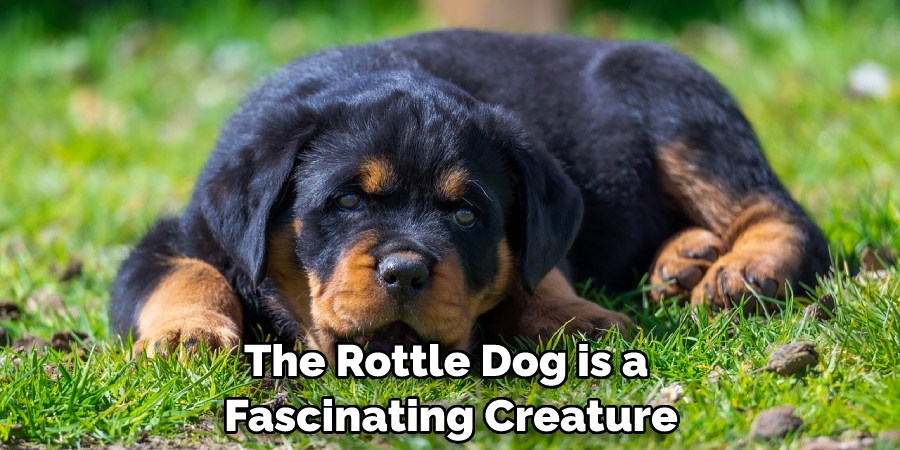 The Rottle Dog is a Fascinating Creature