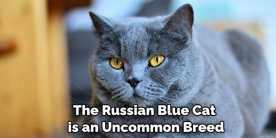 The Russian Blue Cat is an Uncommon Breed