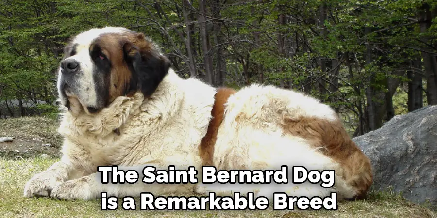The Saint Bernard Dog is a Remarkable Breed