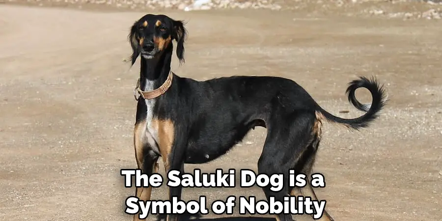 The Saluki Dog is a Symbol of Nobility