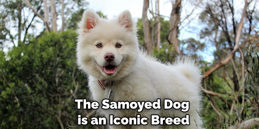 The Samoyed Dog is an Iconic Breed