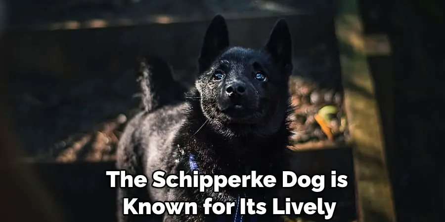 The Schipperke Dog is Known for Its Lively