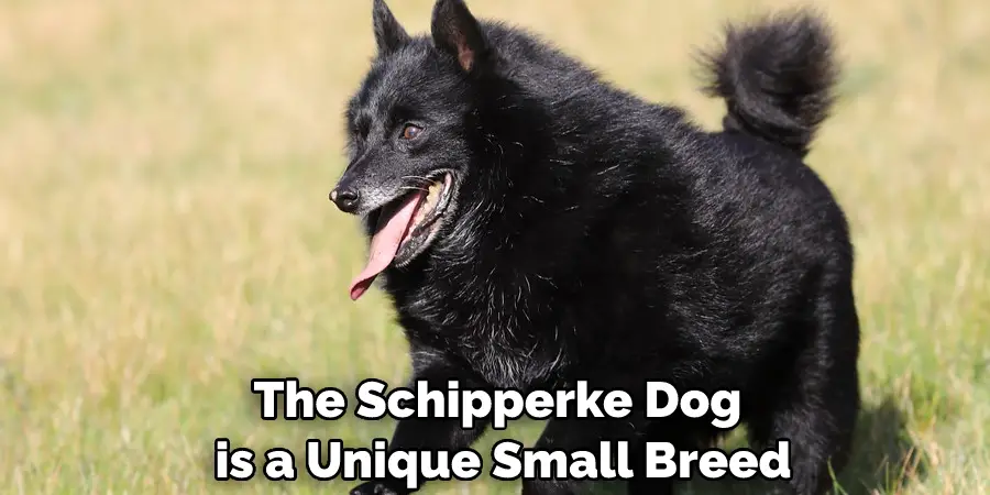 The Schipperke Dog is a Unique Small Breed