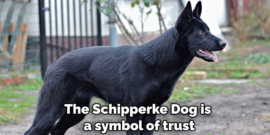 The Schipperke Dog is a symbol of trust