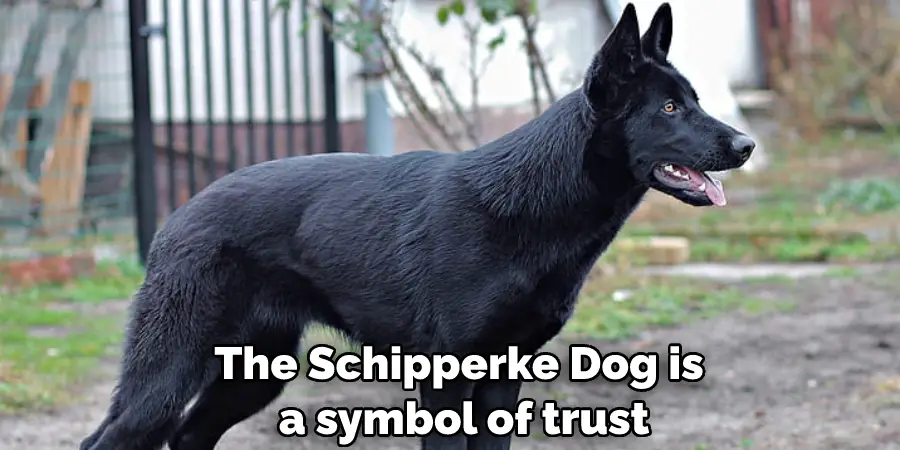 The Schipperke Dog is a symbol of trust