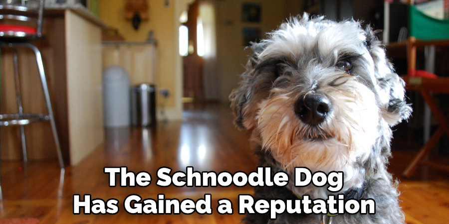 The Schnoodle Dog 
Has Gained a Reputation
