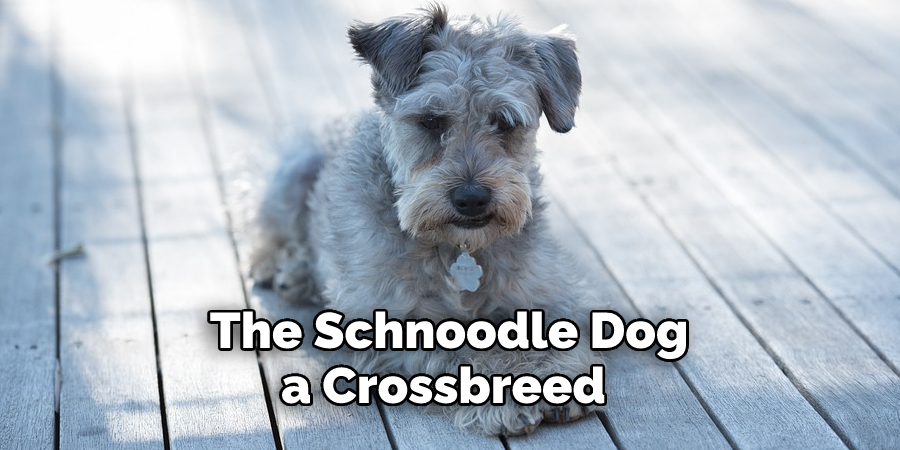 The Schnoodle Dog, a Crossbreed 
