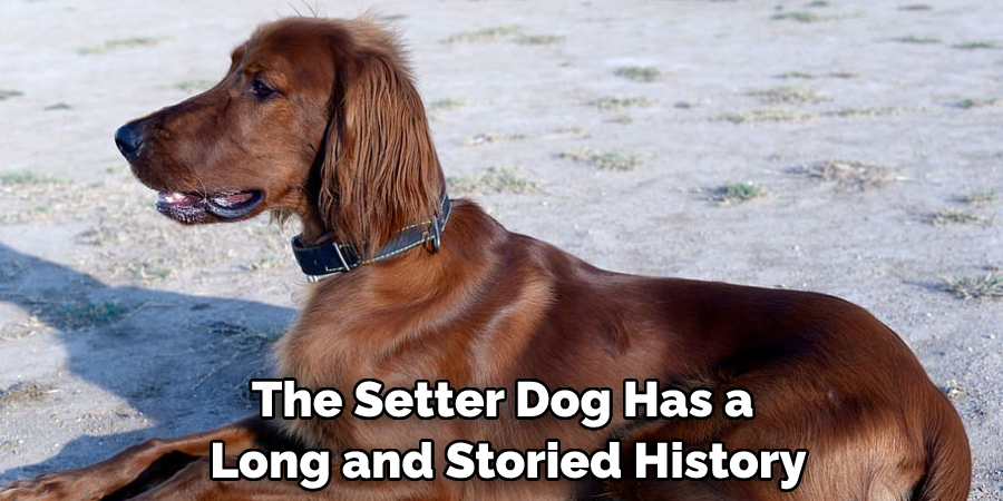 The Setter Dog Has a Long and Storied History