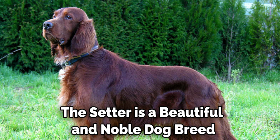 The Setter is a Beautiful and Noble Dog Breed