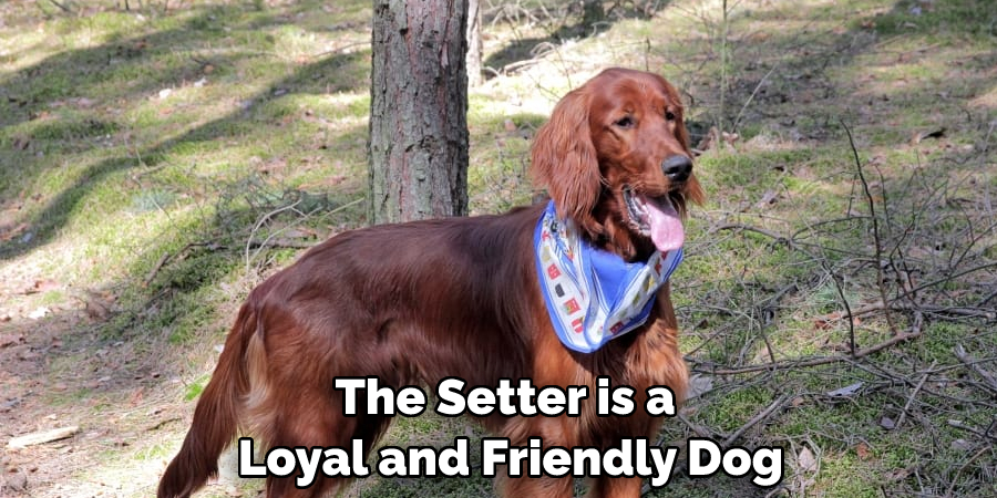 The Setter is a Loyal and Friendly Dog