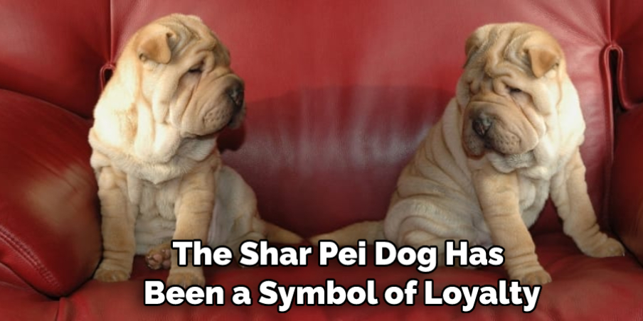 The Shar Pei Dog Has Been a Symbol of Loyalty