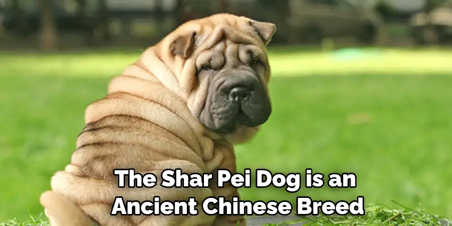 The Shar Pei Dog is an Ancient Chinese Breed