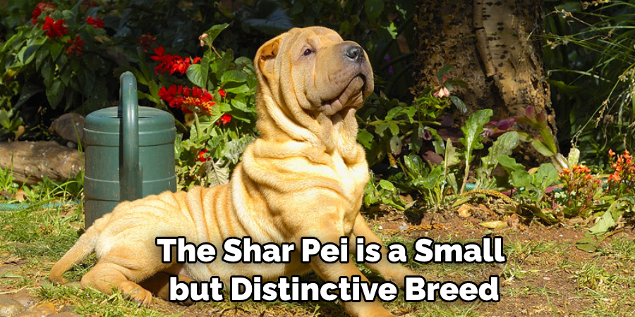 The Shar Pei is a Small but Distinctive Breed