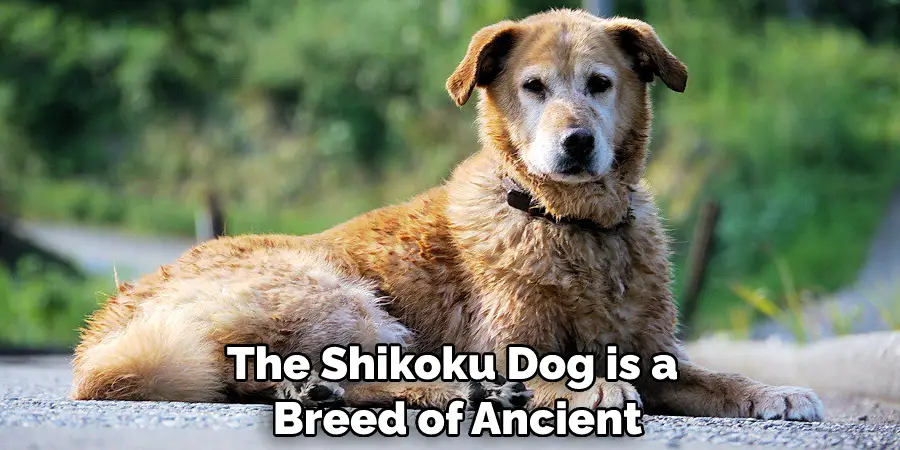 The Shikoku Dog is a Breed of Ancient