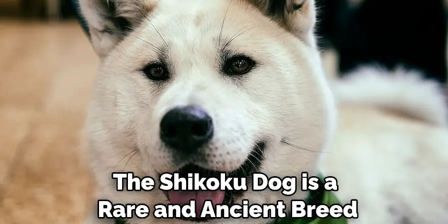 The Shikoku Dog is a Rare and Ancient Breed