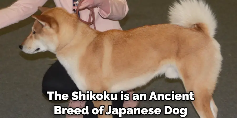 The Shikoku is an Ancient Breed of Japanese Dog
