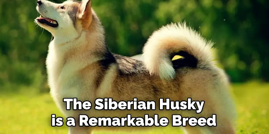 The Siberian Husky 
is a Remarkable Breed