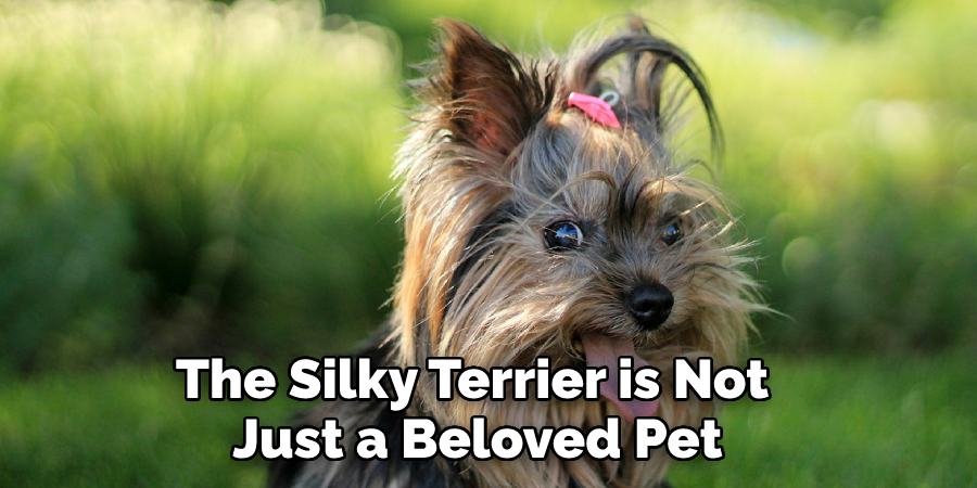 The Silky Terrier is Not Just a Beloved Pet