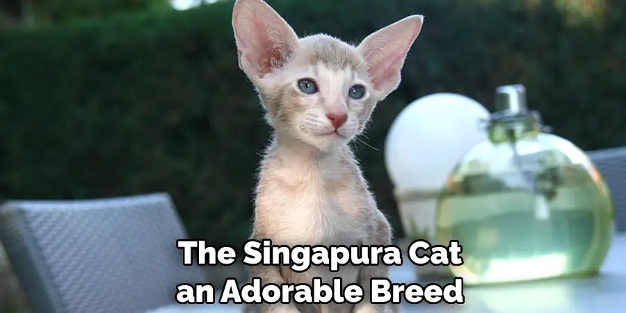 The Singapura Cat, an Adorable Breed