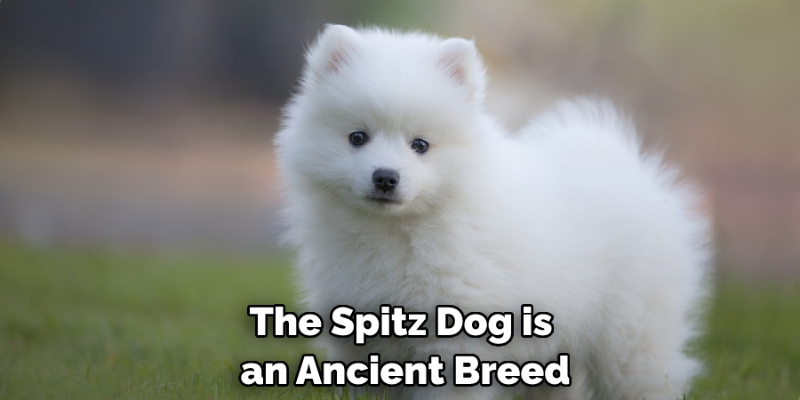 The Spitz Dog is an Ancient Breed