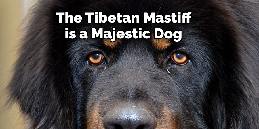 The Tibetan Mastiff 
is a Majestic Dog