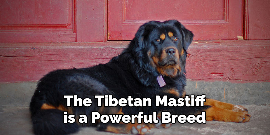 The Tibetan Mastiff 
is a Powerful Breed