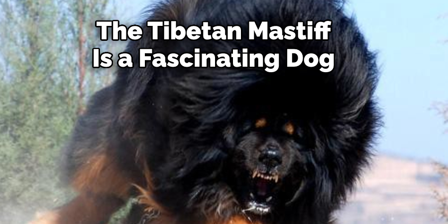 The Tibetan Mastiff is a fascinating dog