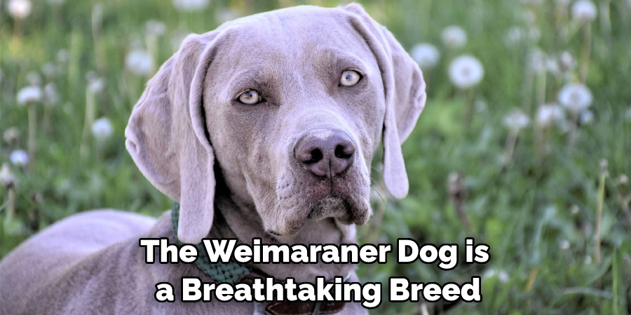 The Weimaraner Dog is a Breathtaking Breed