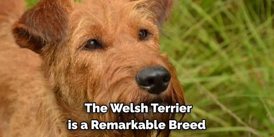 The Welsh Terrier 
is a Remarkable Breed 