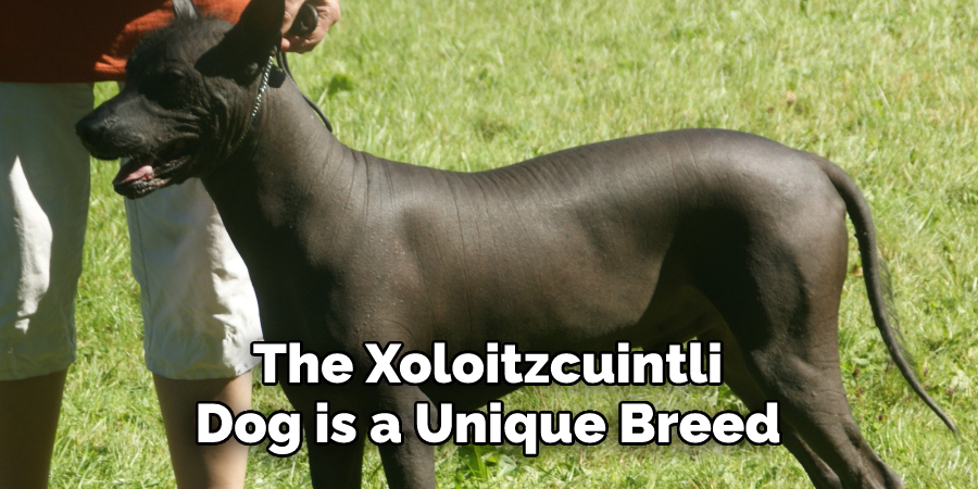 The Xoloitzcuintli Dog is a Unique Breed
