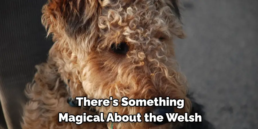 There's Something 
Magical About the Welsh