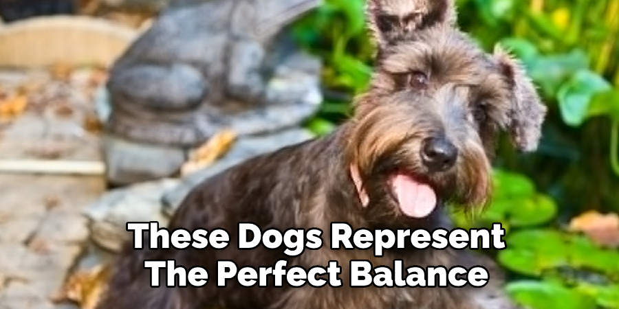 These Dogs Represent 
The Perfect Balance