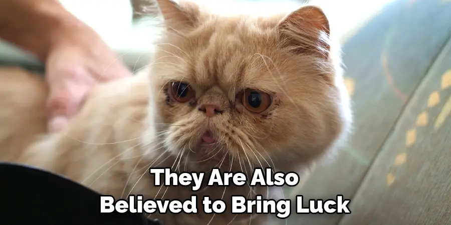They Are Also Believed to Bring Luck