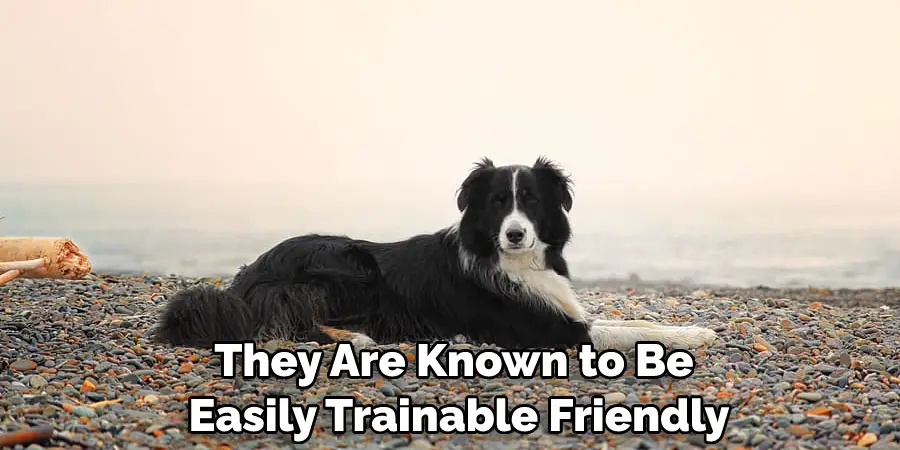 They Are Known to Be Easily Trainable, Friendly