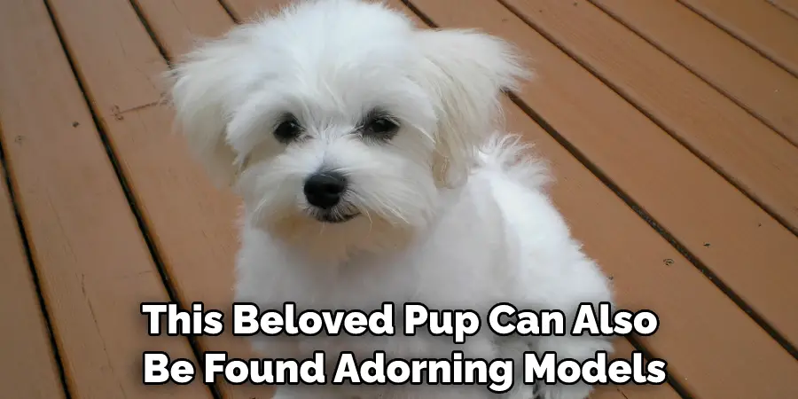 This Beloved Pup Can Also Be Found Adorning Models