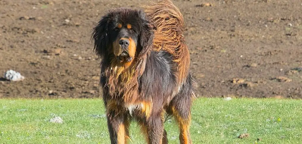 Tibetan Mastiff Spiritual Meaning