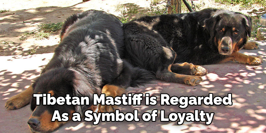 Tibetan Mastiff is Regarded 
As a Symbol of Loyalty
