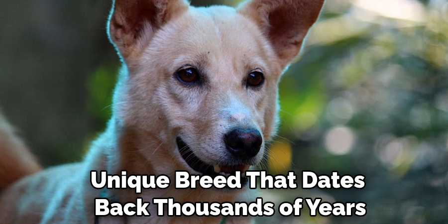 Unique Breed That Dates Back Thousands of Years